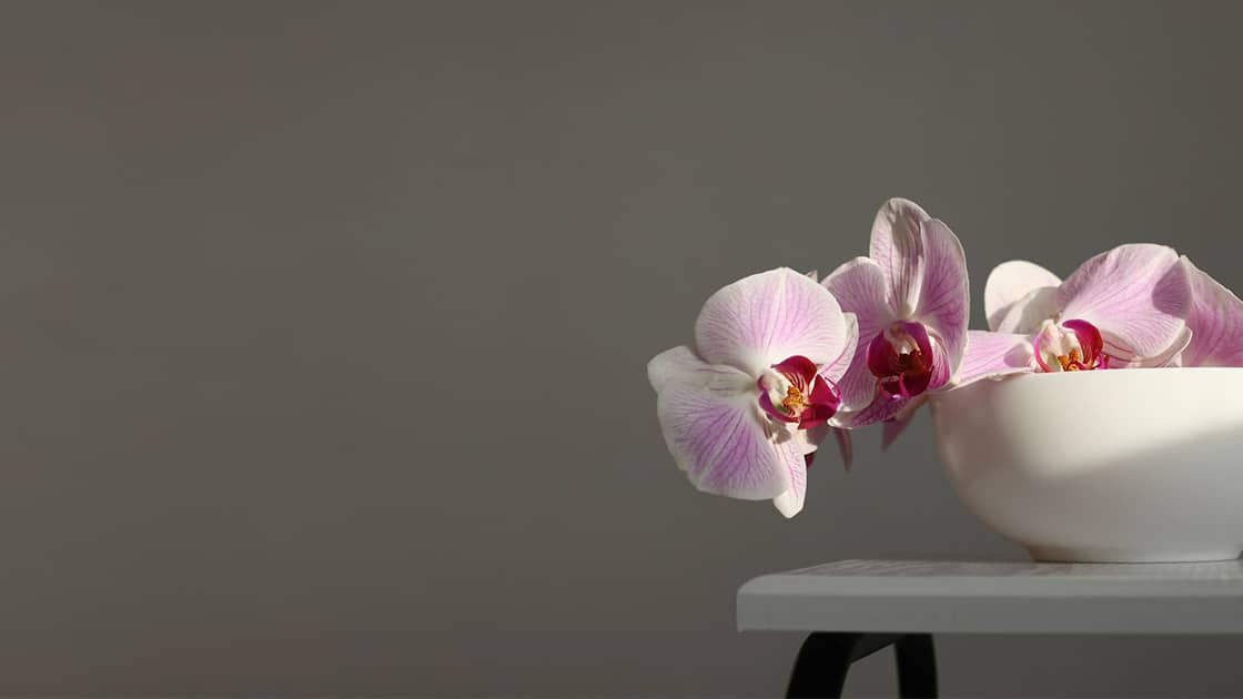 Orchid on desk