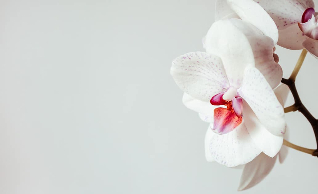 Orchid photo 2