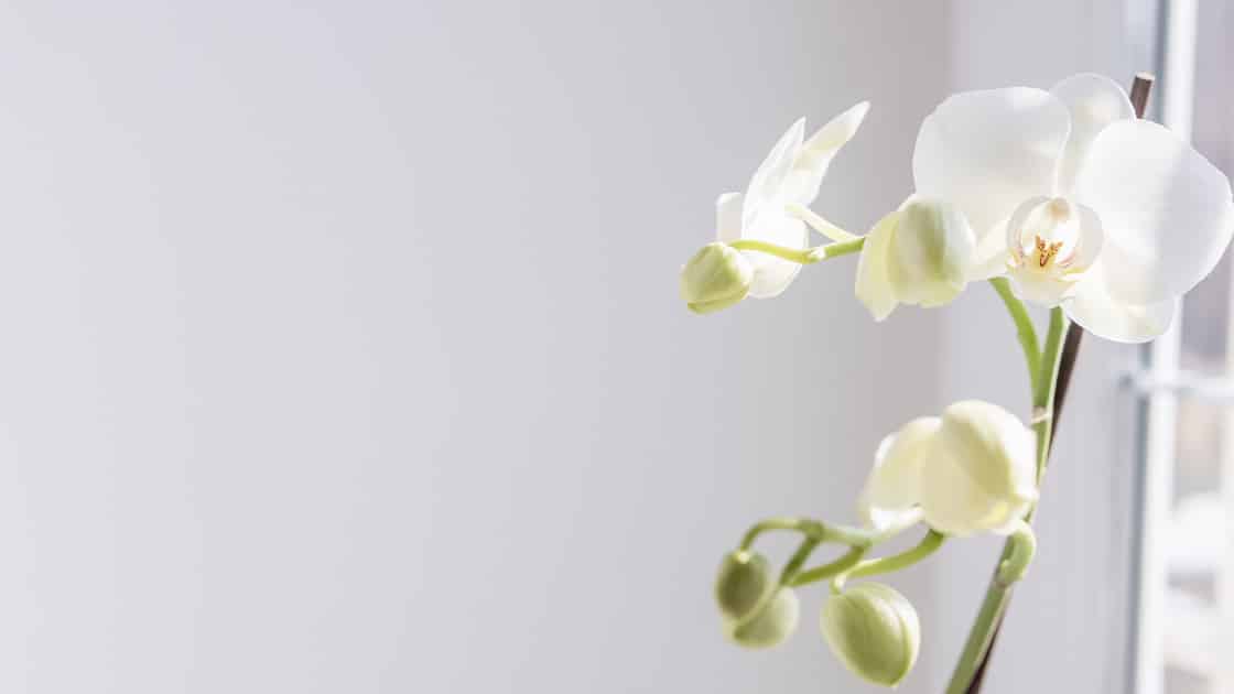Orchid photo